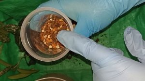 Пересадка хойи «Sungwookii». Перевожу на фитильный полив в минеральный грунт.
