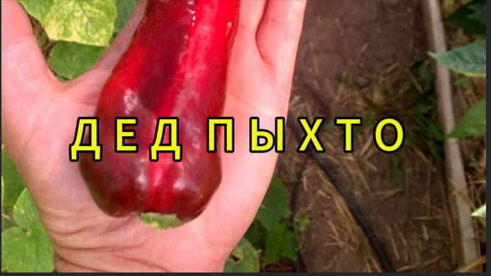Дед пыхто смотреть онлайн