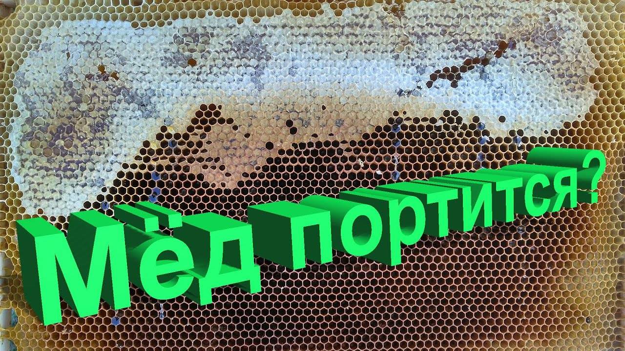 Портится ли мёд со временем? Научный ответ профессора Кашковского о хранении мёда смотреть онлайн