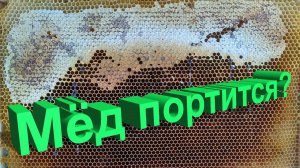 Портится ли мёд со временем? Научный ответ профессора Кашковского о хранении мёда