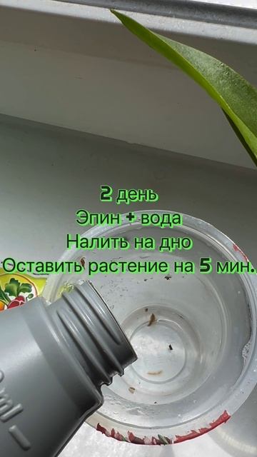 𝓜𝔂 𝓸𝓻𝓬𝓱𝓲𝓭𝓼