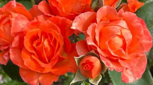 Парад Лилейников и Роз! Цветущая розовая клумба!