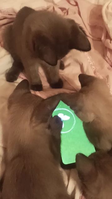 Котодетки играют в бабочку)