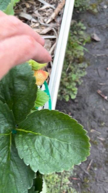 Клубника порадует урожаем в конце лета, ремонтантный сорт Маригет #клубника #урожай #огород смотреть онлайн