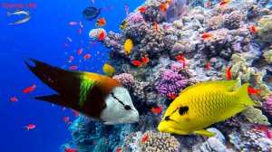 Кораллы бьют тревогу (май 2025, Grand Oasis Resort)