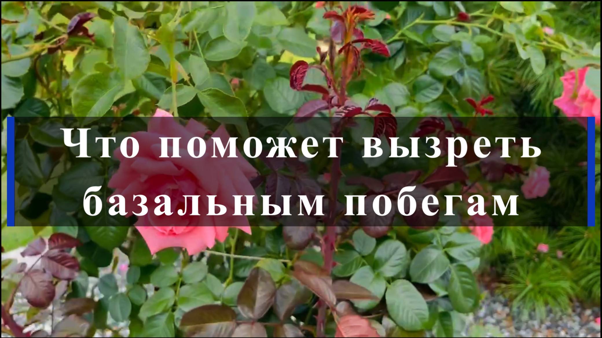 Что поможет вызреть базальным побегам смотреть онлайн