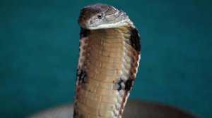 Кобра укусила отдыхавшую в подмосковном парке девушку