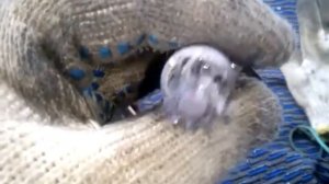 ЗАМЕНА ПРИВОДА СПИДОМЕТРА НА КОРОБКЕ И ЗАМЕНА ТРОСИКА НА СПИДОМЕТР ВАЗ 2107 ваз 2106