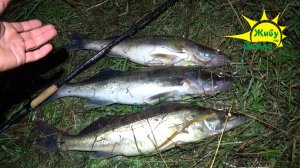 Ночная ловля судака. С берега. Всё что нужно знать