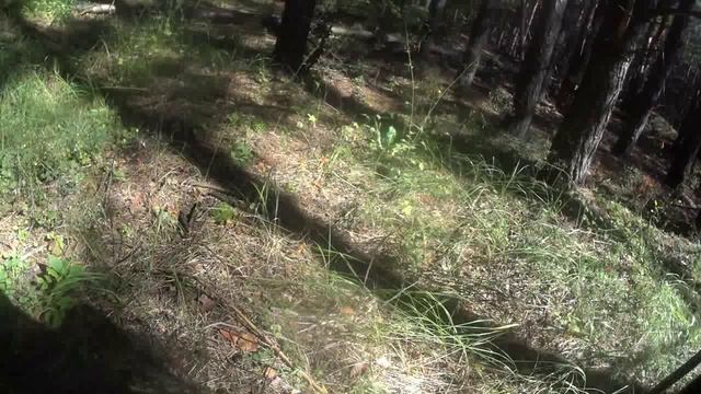 Отдыхаем в лесу.