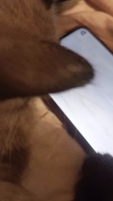 А таракашки нам больше нравятся)