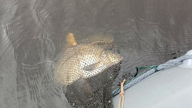 Александр–Волгарь.