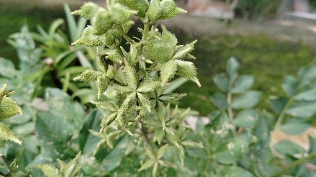 Звёздочки семенных коробочек Диктамнусов для сухих букетов смотреть онлайн