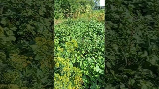 Обзор огорода 14 августа.что удалось,что нет... смотреть онлайн