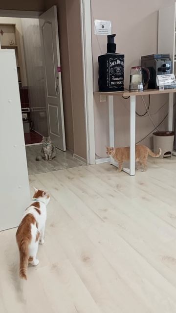 Котокафе МАО. Кострома. Июнь 2025