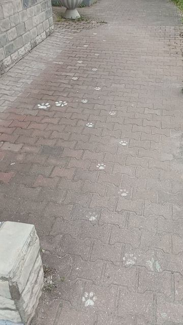 Котокафе МАО. Кострома. Июнь 2025