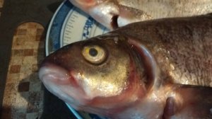 На рыбалке я сижу ....!😆