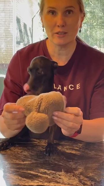 Шапка для собаки, закрытые уши, ШЕРПА