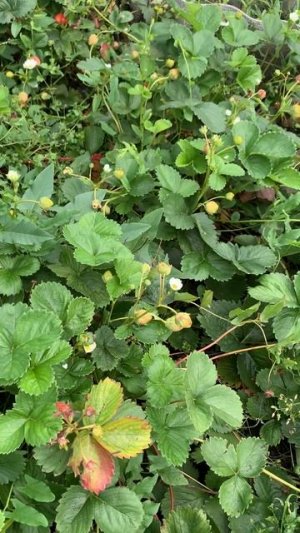 IMG_8844 Вот такая Виктория