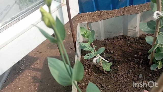 мои Эустомы, лето 2025,обзор. смотреть онлайн