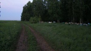 Утро на Сибирской пасеке. На кочёвке.