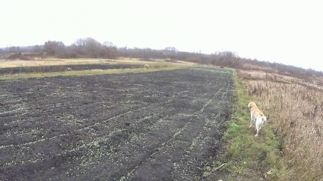 Пробую пахать с утяжелителями, плюс новости по саду-огороду.