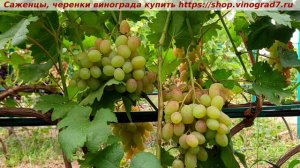 Виноград 3.08.25-СОПЕРНИК, с удивительно вкусной мякотью ягод, устойчив и красив! Цвет будет супер!