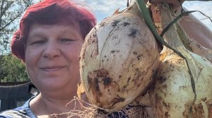 Отличный УРОЖАЙ ЛУКА! С какими сортами распрощаюсь...