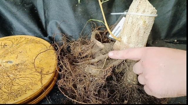 √7 фикус 150 (Бонсай)