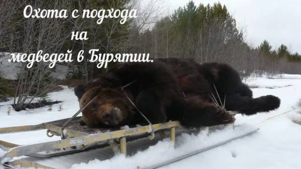 Охота с подхода на медведей в Бурятии. Хамар-Дабан 2025