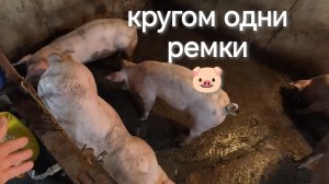 На мясо нет поросят 😱 Кругом одни ремки