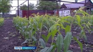 Фермерам на Ставрополье помогает соцконтракт