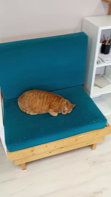 Котокафе МАО. Кострома. Июнь 2025