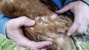 Как вылечить кур от пухоеда, пероеда.