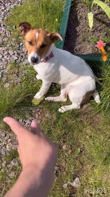 Когда нашкодничала 🤣