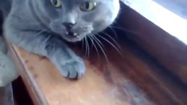 Самый злой кот в мире)))))