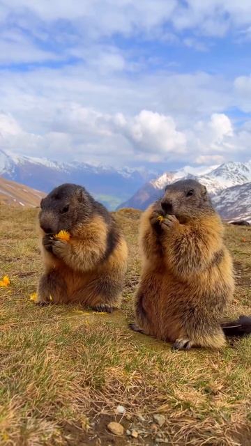 счастье это чавкать вкусняшками вместе