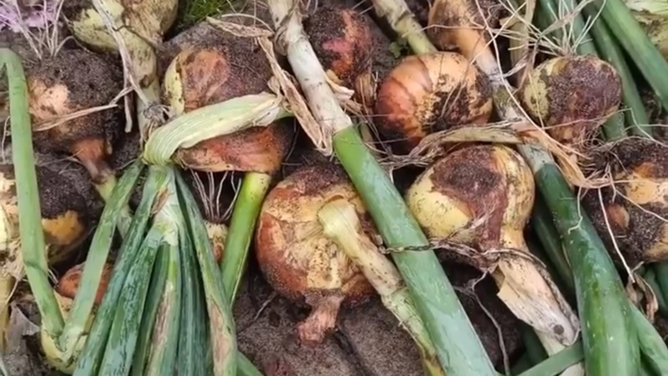 ЛУК СЕВОК УБРАН. ЧТО ДЕЛАТЬ С ОСВОБОДИВШЕЙСЯ ГРЯДКОЙ?