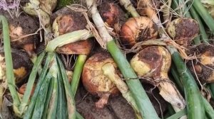 ЛУК СЕВОК УБРАН. ЧТО ДЕЛАТЬ С ОСВОБОДИВШЕЙСЯ ГРЯДКОЙ?