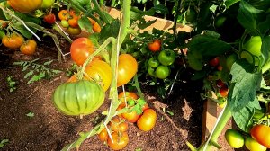 Борьба с урожаем... Надо вставать на ноги..