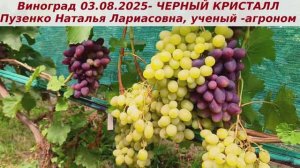 Виноград 3.08.2025 -ЧЕРНЫЙ КРИСТАЛЛ. Крупноягодный красавец раннего срока созревания.