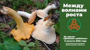 Между волнами роста. Дневник грибника 9 августа 2025 года.