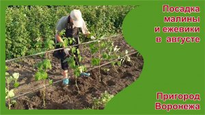 Посадка саженцев ЗКС малины и ежевики в августе. Пригород Воронежа.