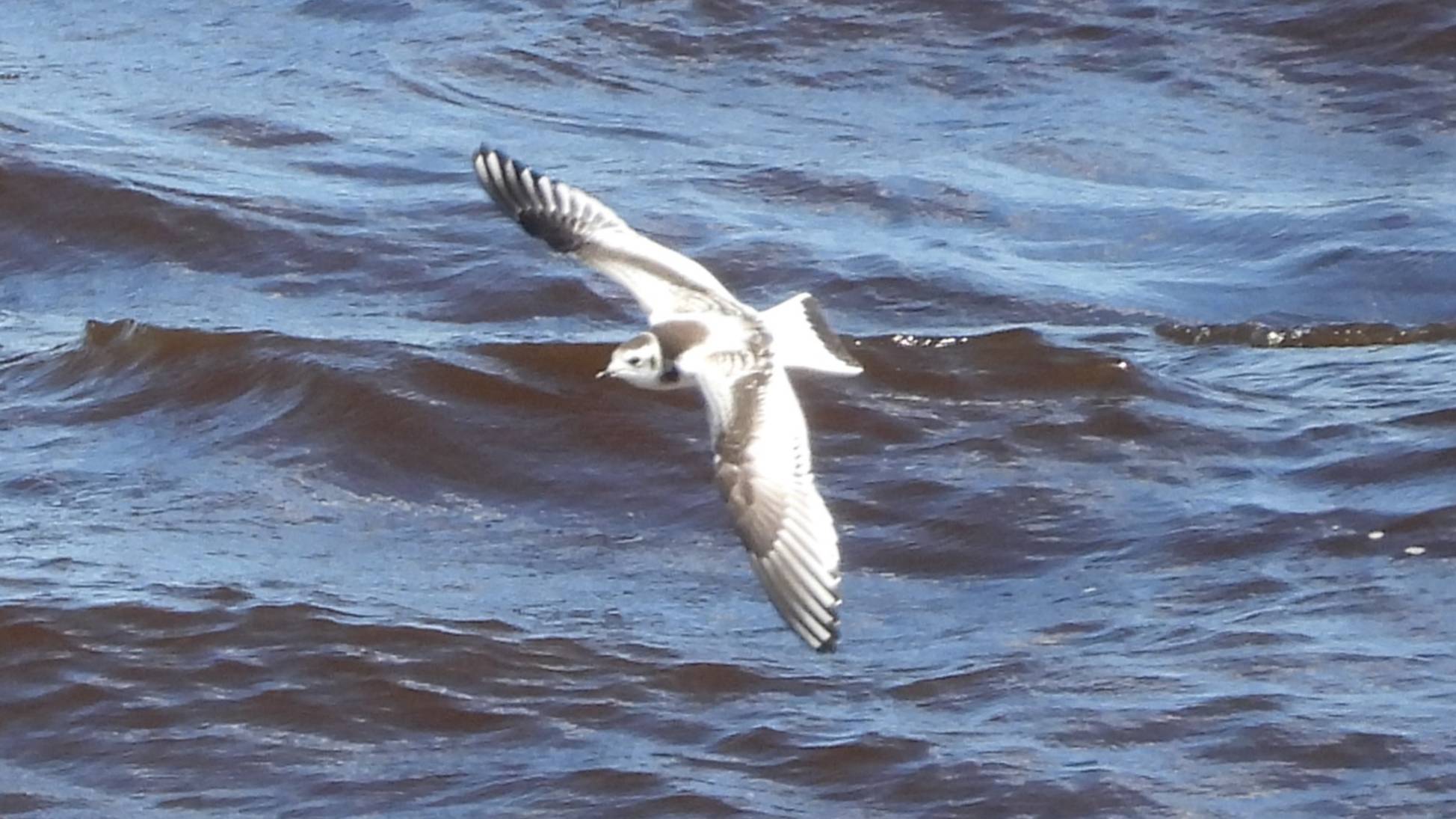 Красная Книга РФ. Малая Чайка, наблюдение птиц в Великом Новгороде, 14 августа 2025 смотреть онлайн