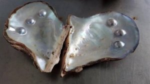 Энциклопедия драгоценных камней. Жемчуг. Часть 10.