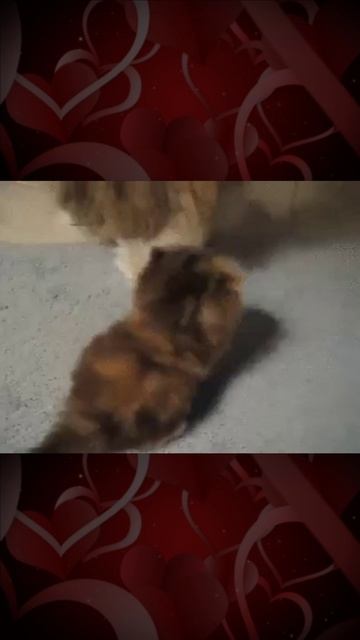 Мама кошка успокаивает своего котенка смотреть онлайн