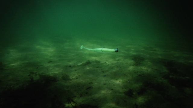 "HOT SPOT Zander." Часть 2