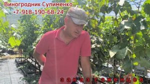 Две важные зелёные операции на винограде!