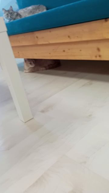 Котокафе МАО. Кострома. Июнь 2025