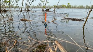 Батя как всегда в ударе. Шепчет и ловит 😁 Рыбалка на поплавок